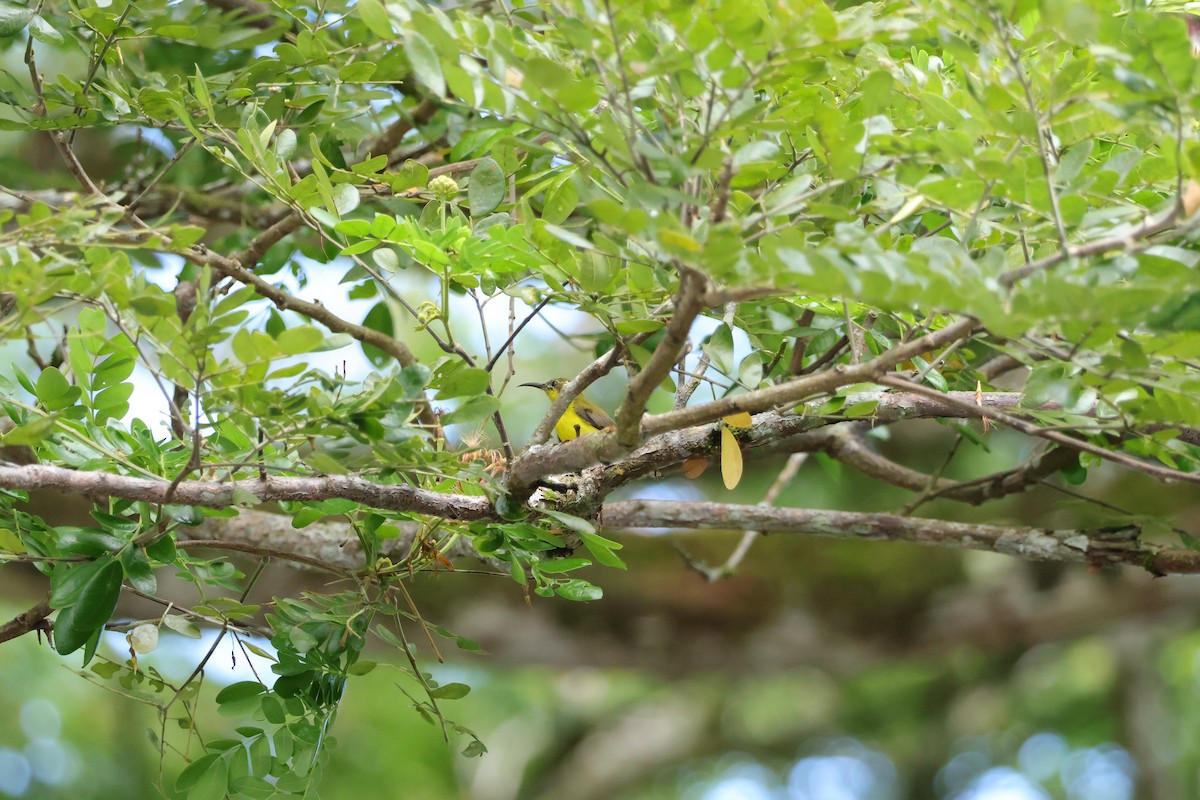 Ornate Sunbird (Ornate) - ML644016290