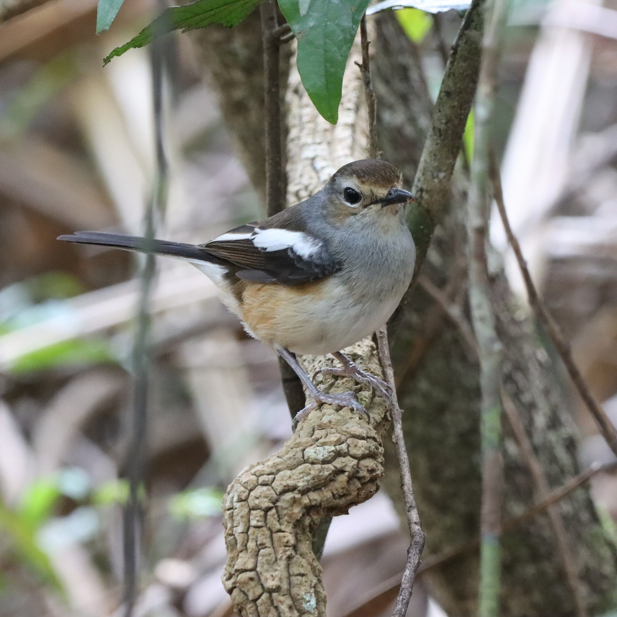 Madagascar Magpie-Robin - ML644016291