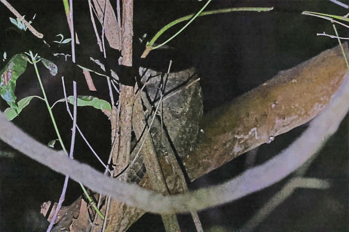 Marbled Frogmouth - ML644016301