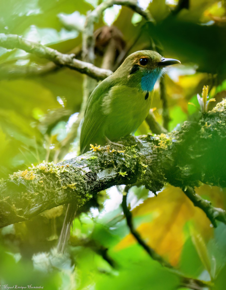 Blue-throated Motmot - ML644016305