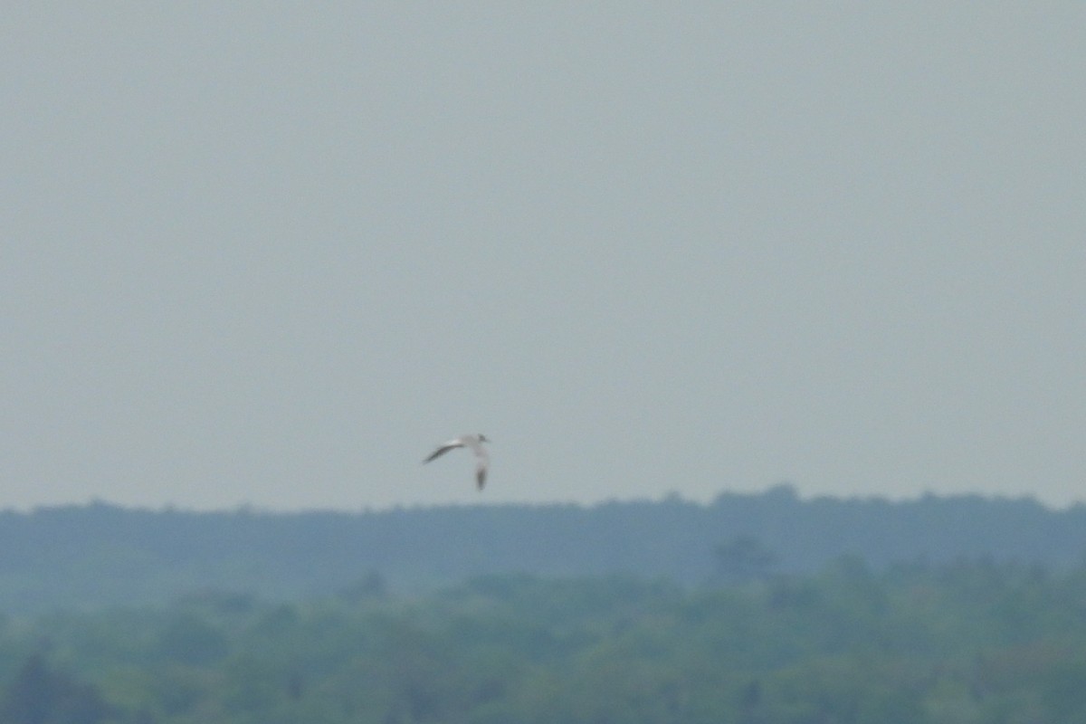 Common Tern - ML644016308