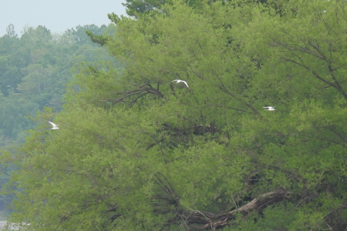 Common Tern - ML644016309