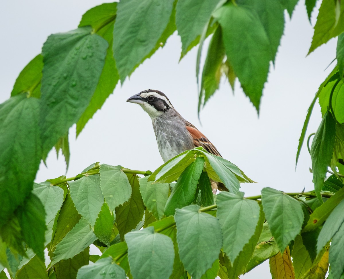 Чінголо широкобровий - ML644016310