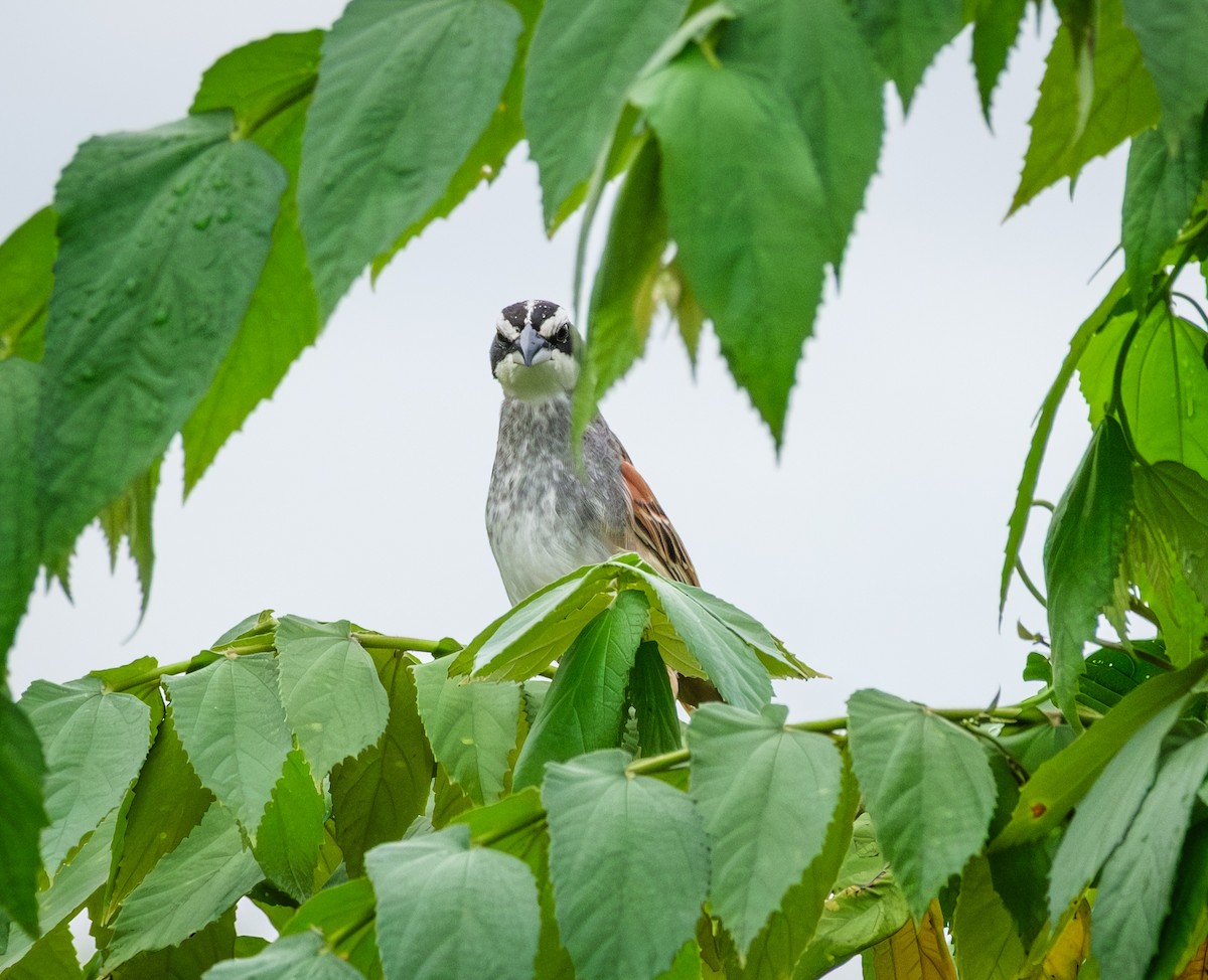 Чінголо широкобровий - ML644016328