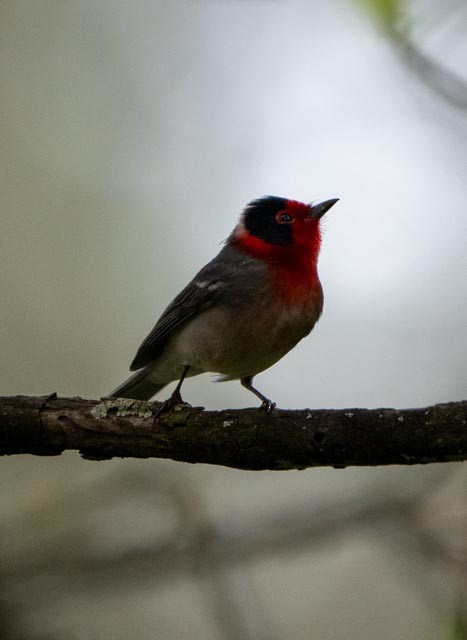 Red-faced Warbler - ML644016332