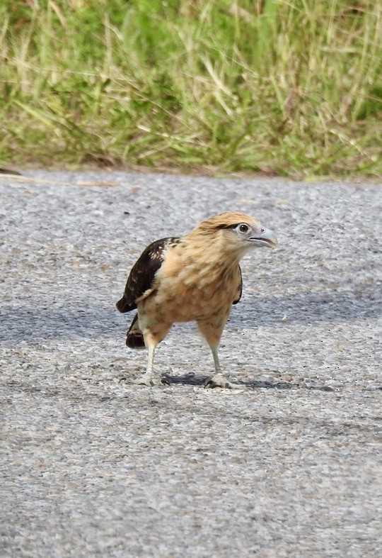 Yellow-headed Caracara - ML644016333