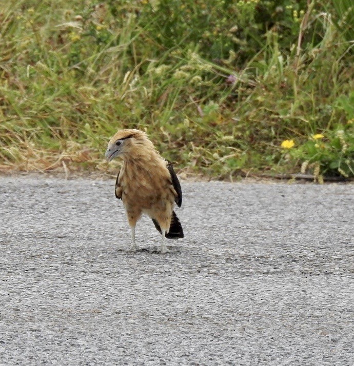Yellow-headed Caracara - ML644016334
