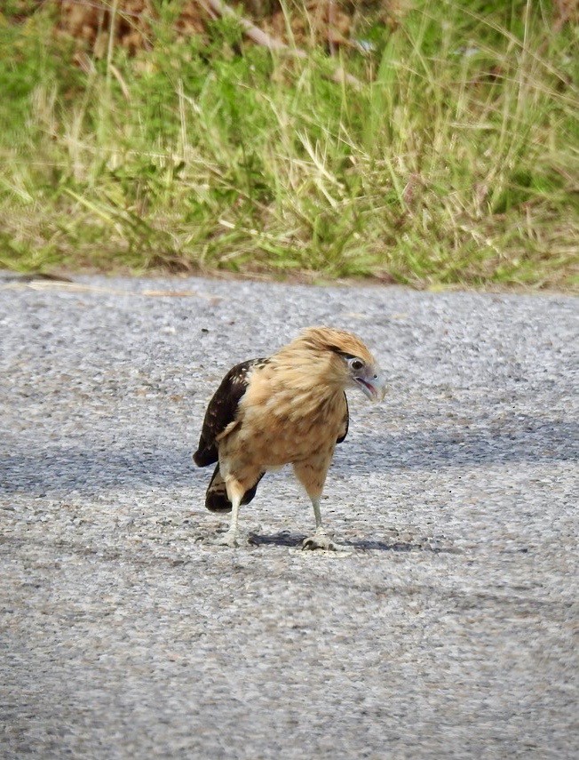 Yellow-headed Caracara - ML644016335