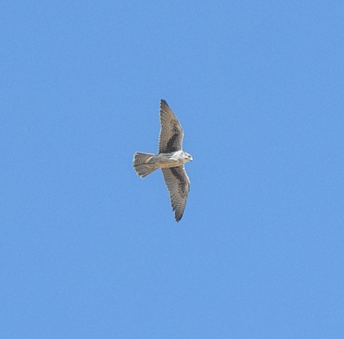 Prairie Falcon - ML644016339