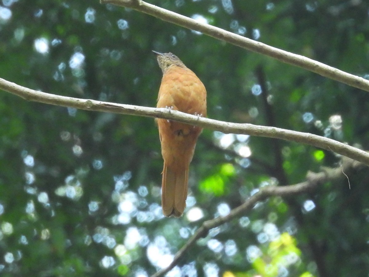 サビイロヒタキ - ML644016344