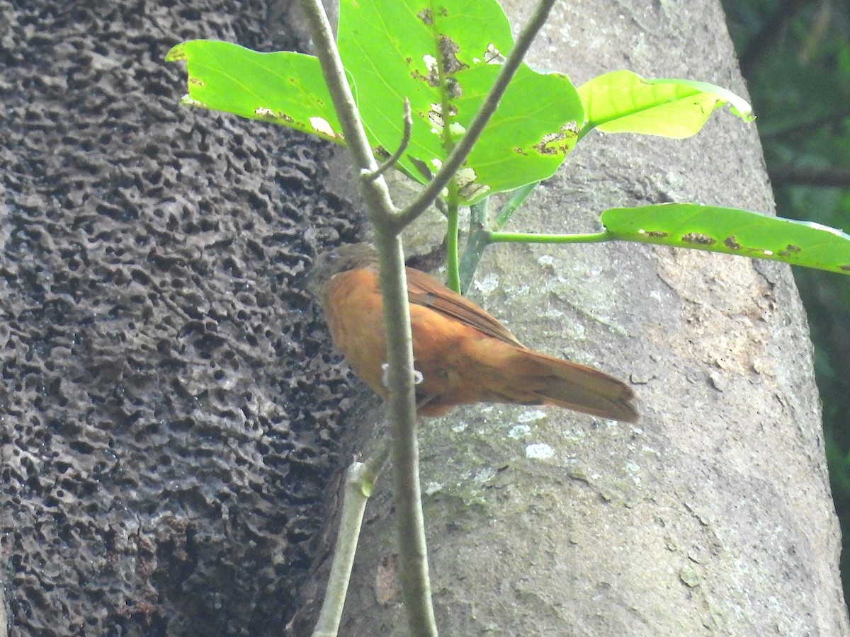 サビイロヒタキ - ML644016345