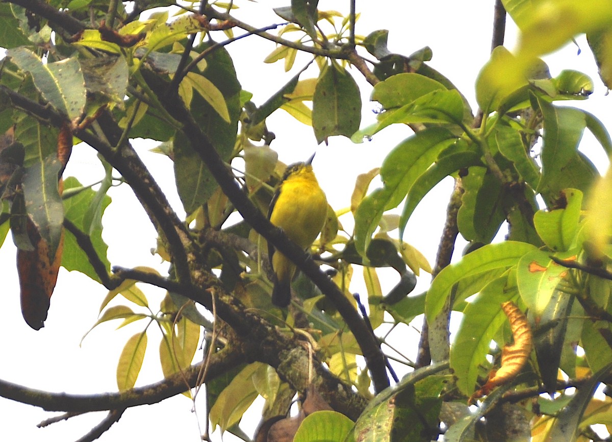 Petit Iora - ML644016352