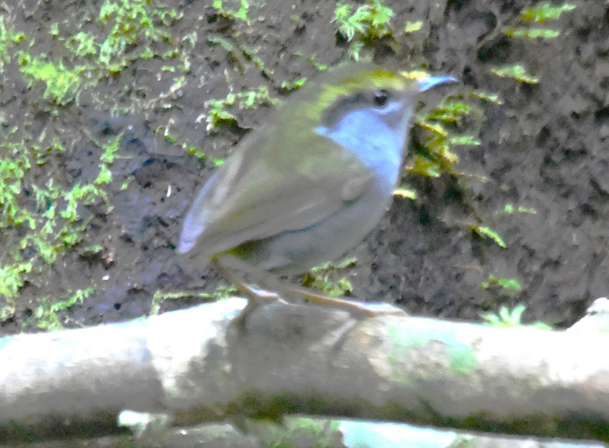 Gray-bellied Tesia - ML644016383