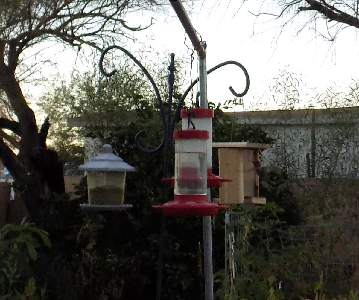 Black-chinned Hummingbird - ML644016386