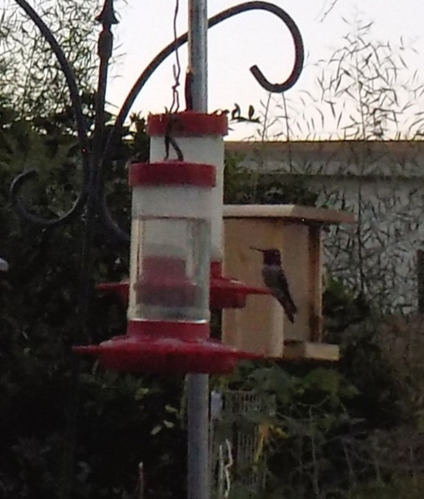 Black-chinned Hummingbird - ML644016389