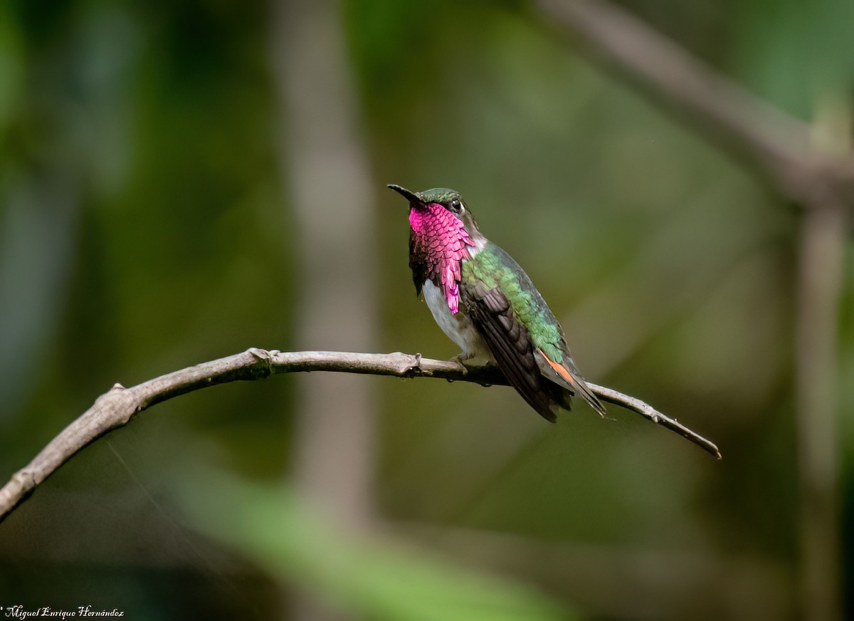 Wine-throated Hummingbird - ML644016390