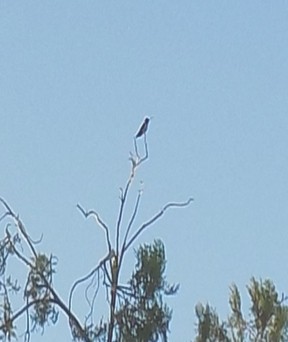 Black-chinned Hummingbird - ML644016391