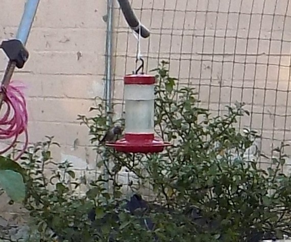 Black-chinned Hummingbird - ML644016394