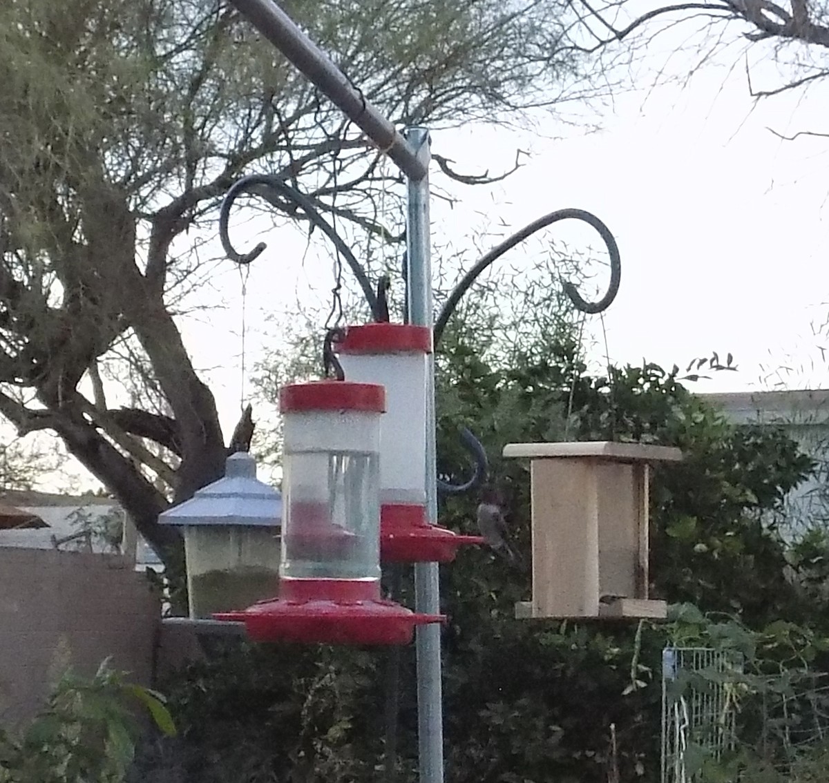 Black-chinned Hummingbird - ML644016402