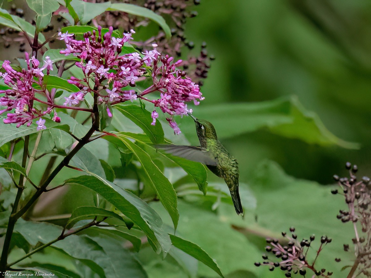Emerald-chinned Hummingbird - ML644016404
