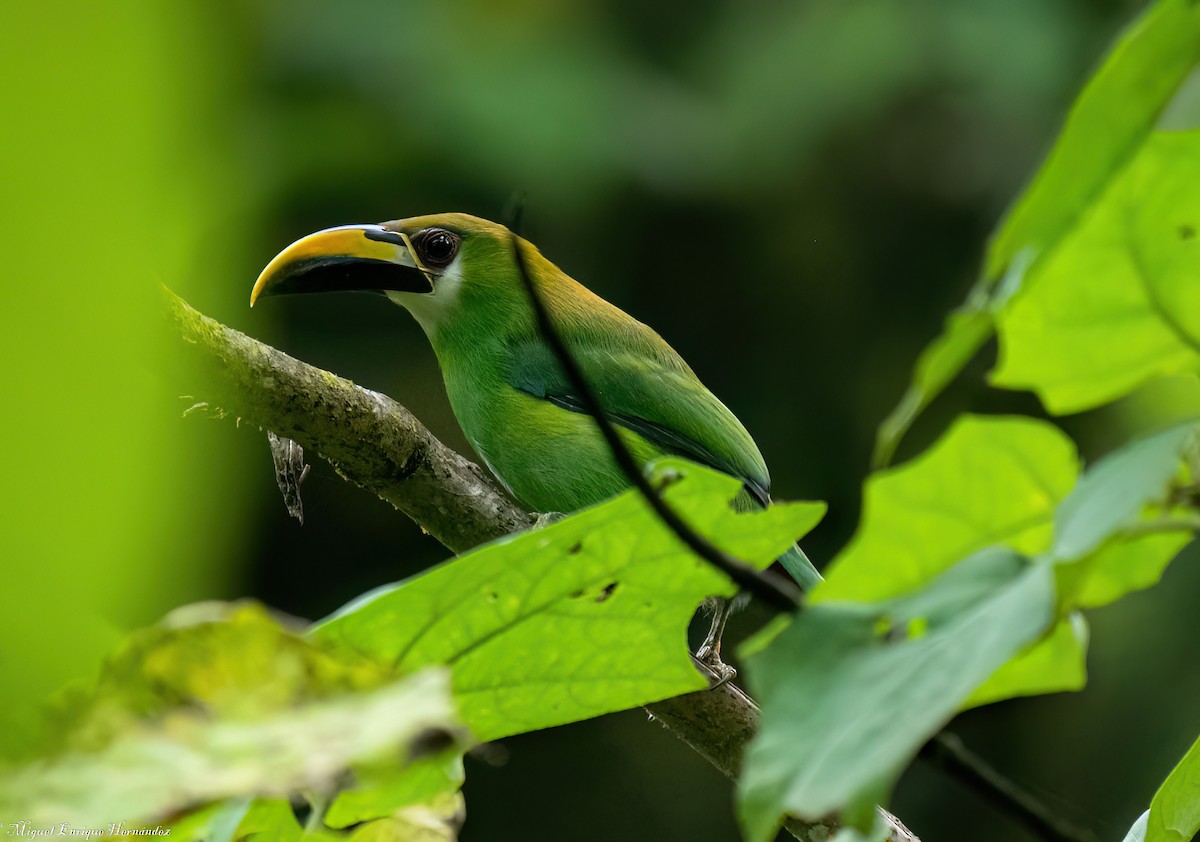 Northern Emerald-Toucanet - ML644016419