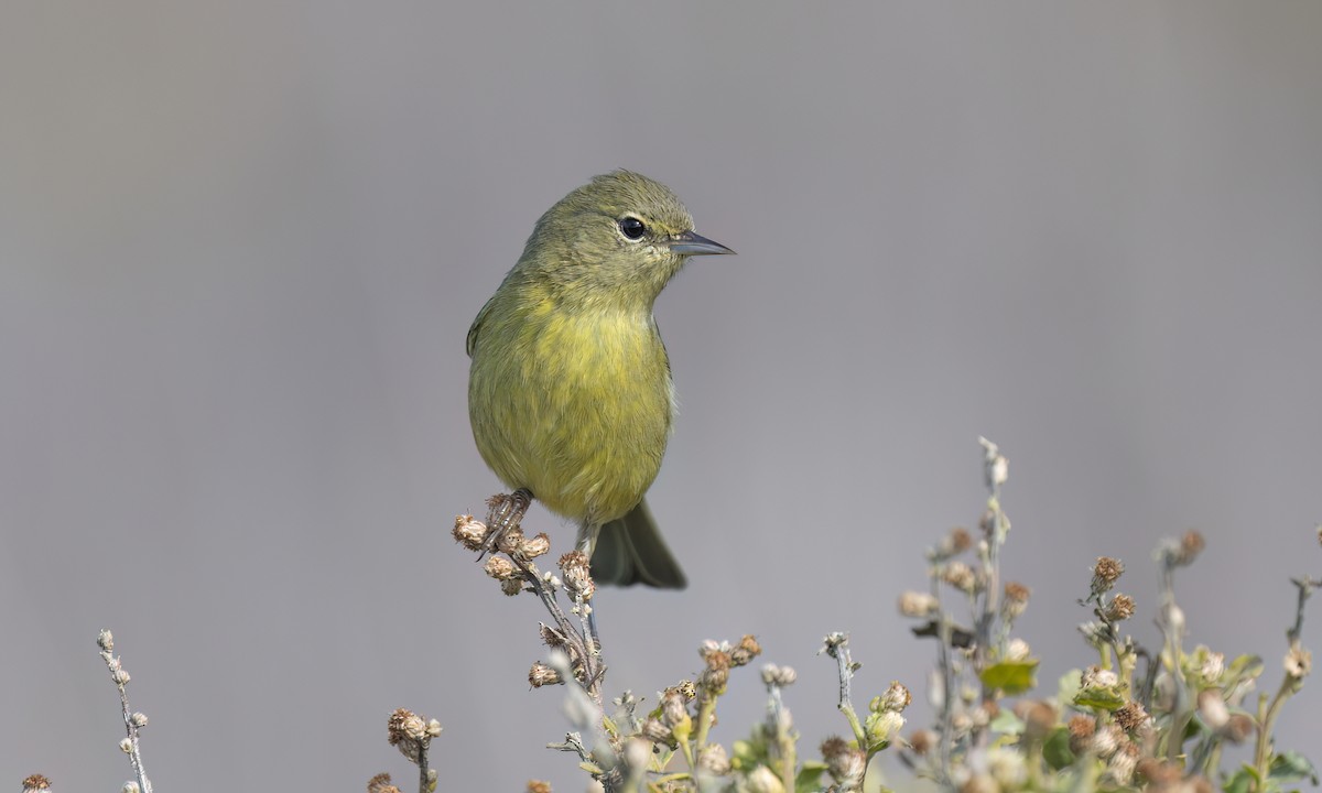 Orange-crowned Warbler - ML644016438