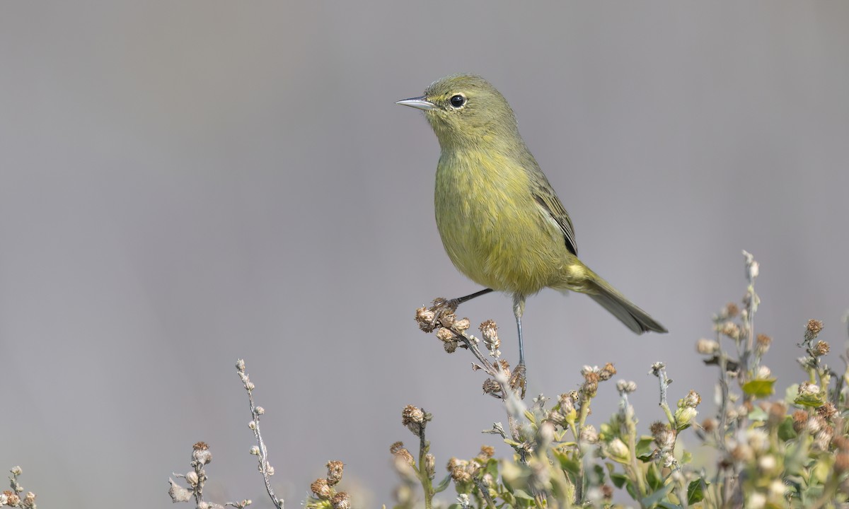Orange-crowned Warbler - ML644016439