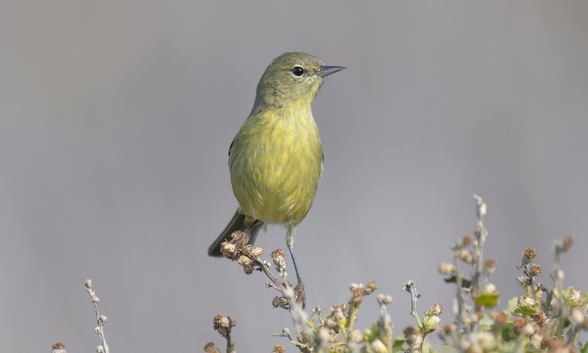 Orange-crowned Warbler - ML644016440