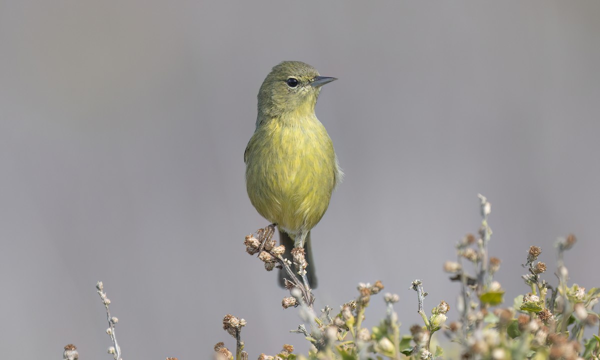 Orange-crowned Warbler - ML644016441