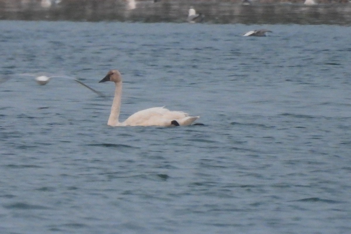 Гунгар хун - ML644016448