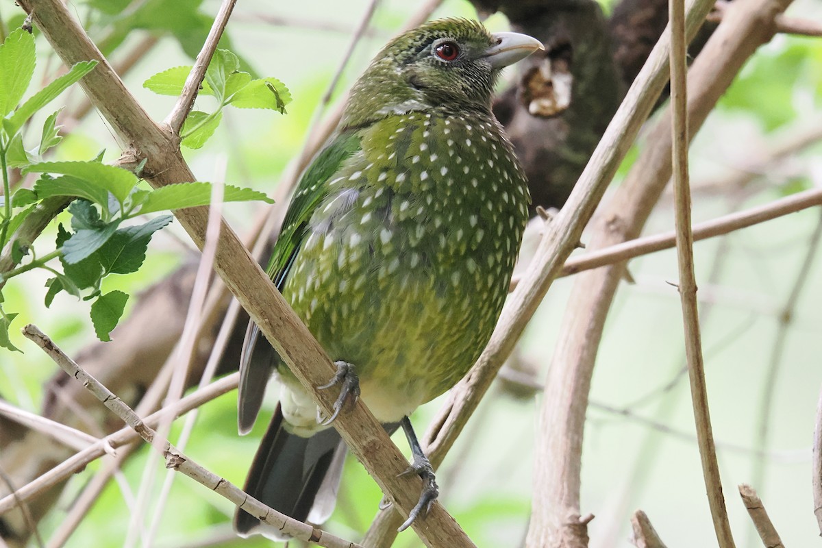 Green Catbird - ML644016462