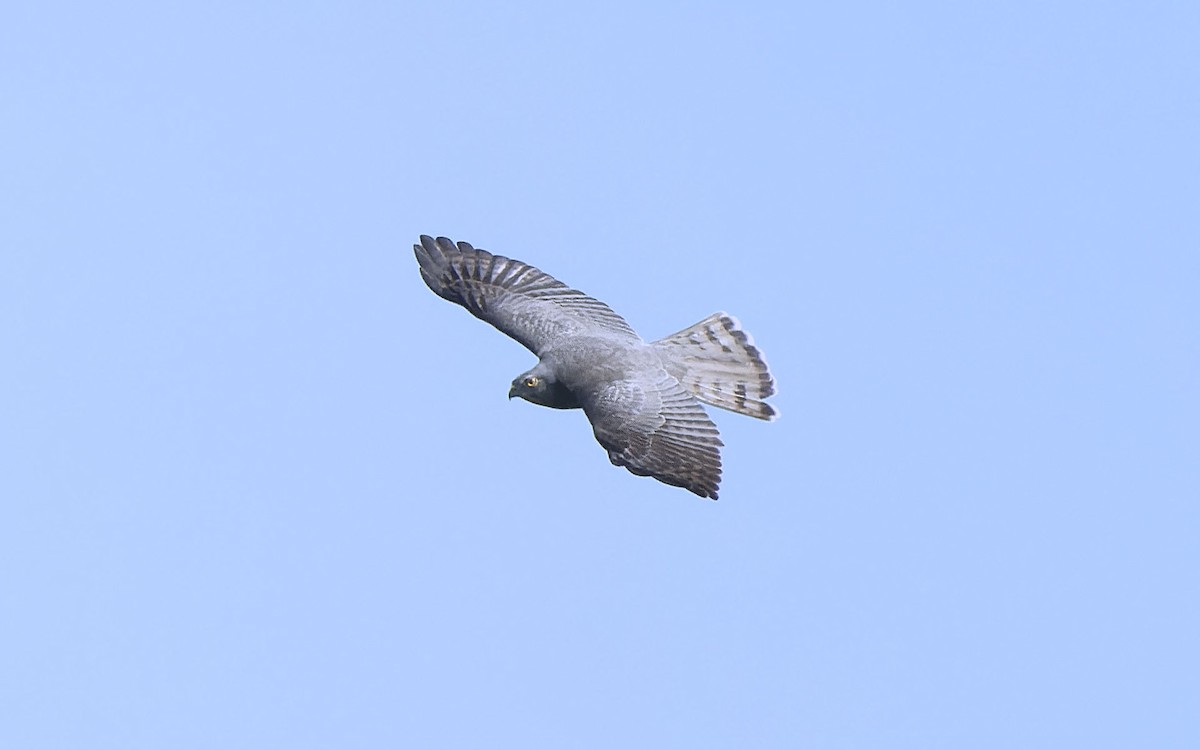 Épervier shikra - ML644016466
