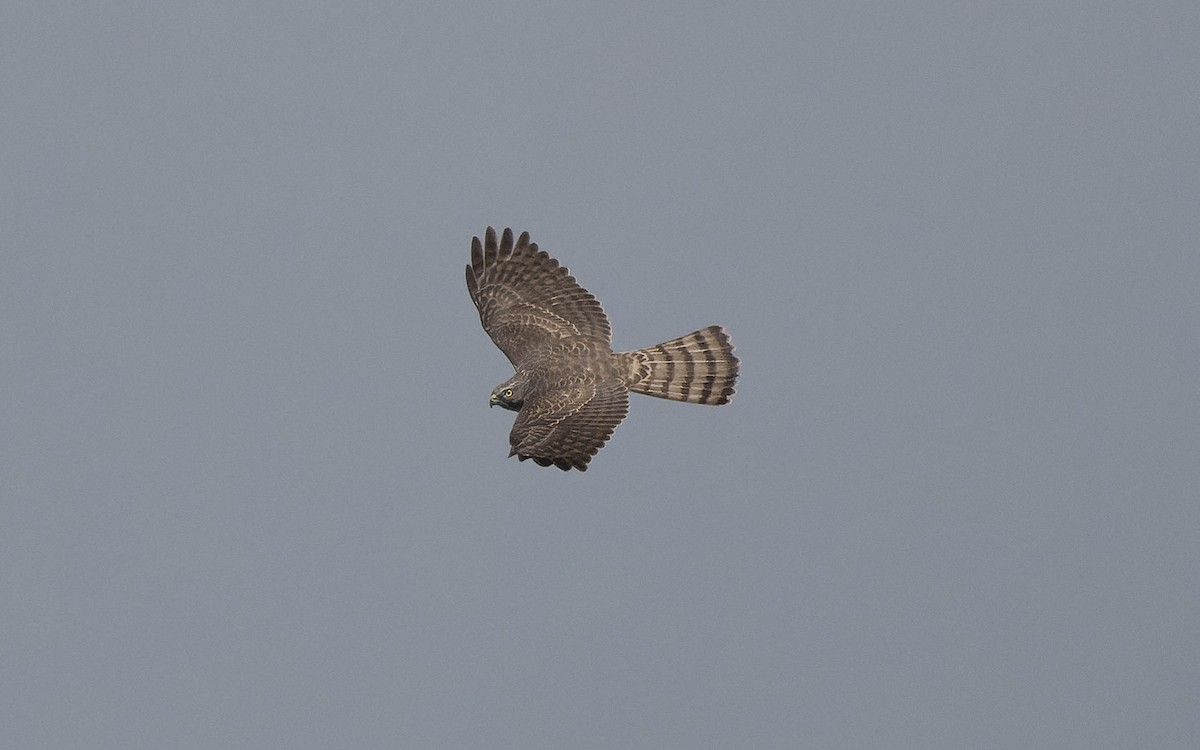 Épervier shikra - ML644016467