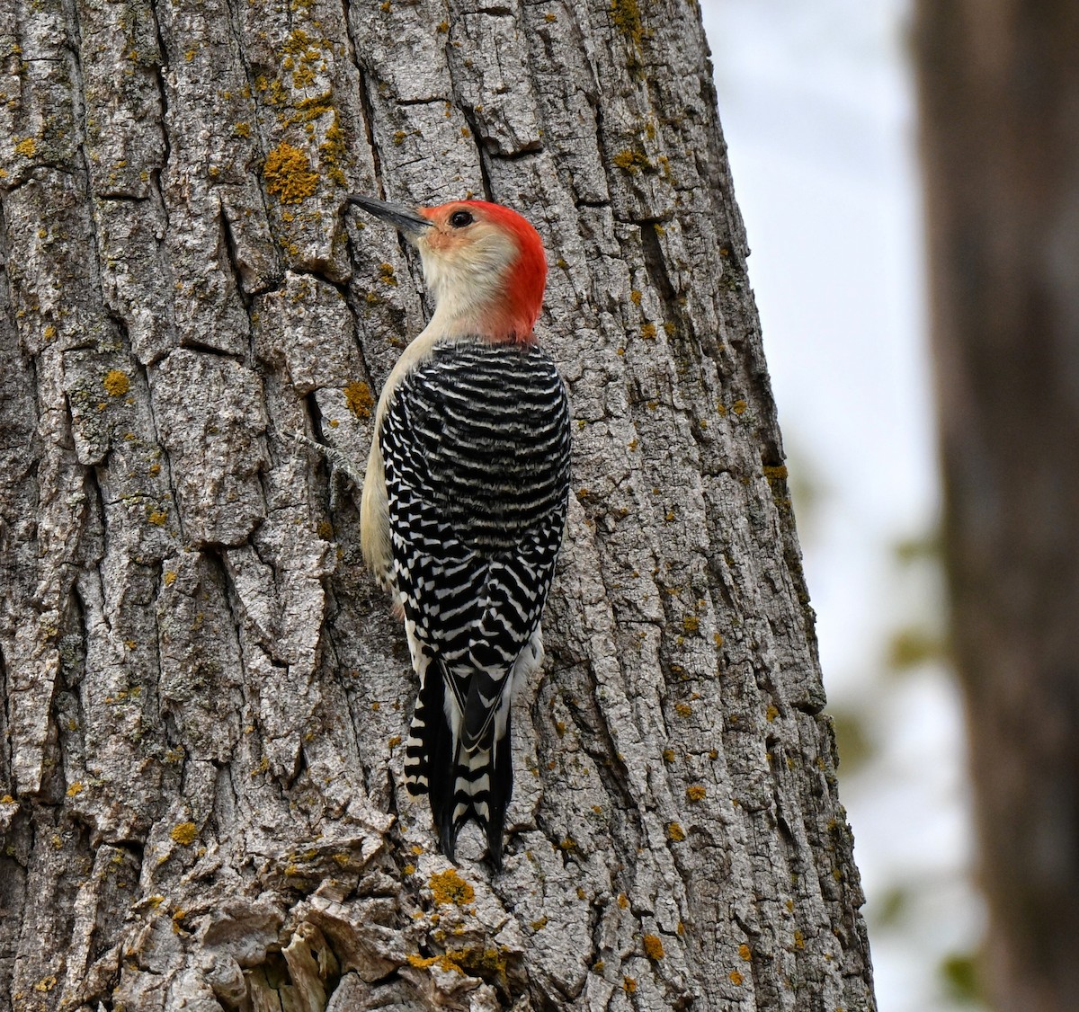 Red-bellied Woodpecker - ML644016473