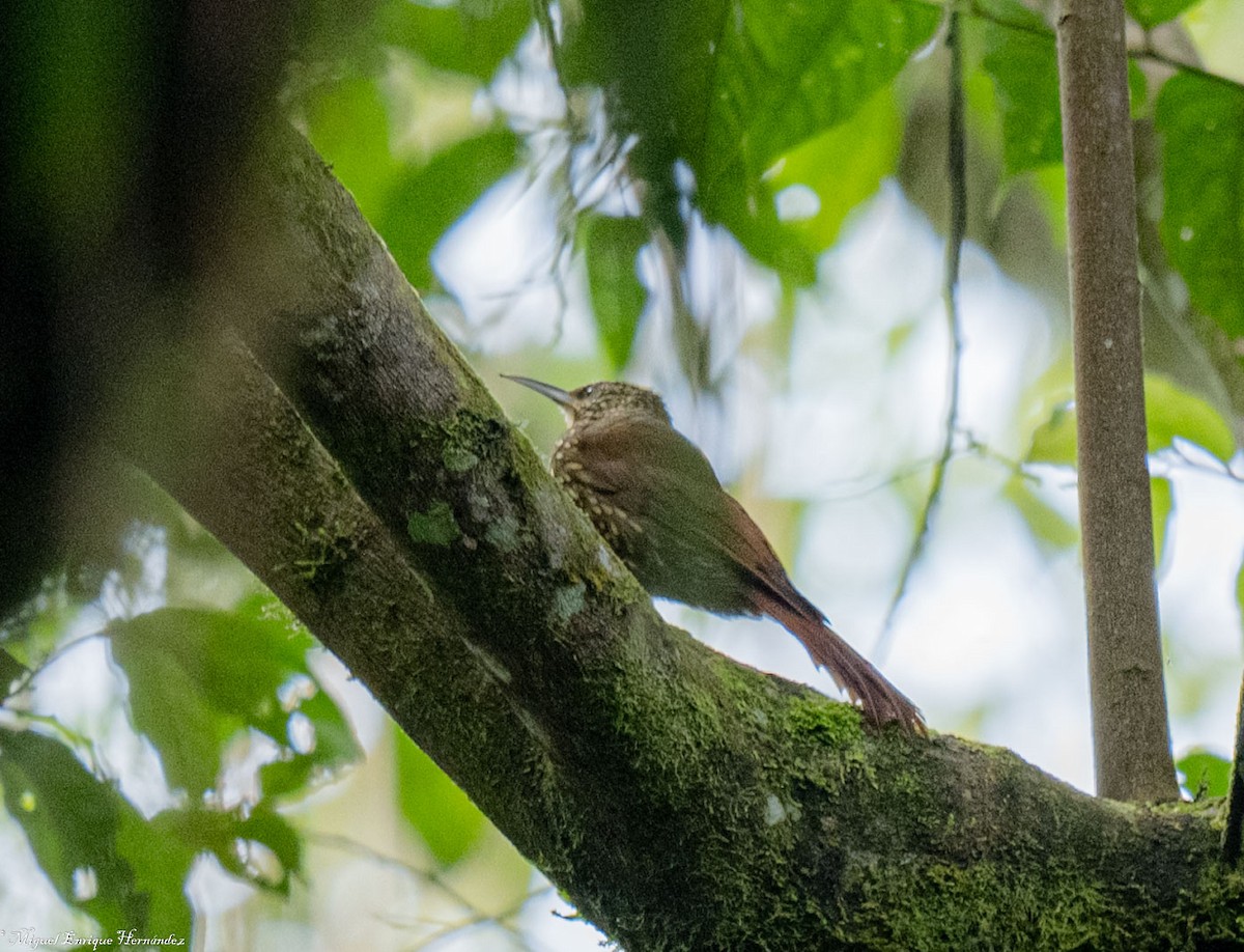 Spot-crowned Woodcreeper (Northern) - ML644016476
