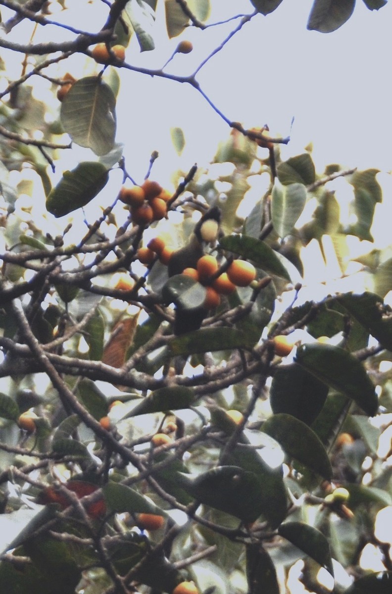 Pic canente - ML644016478