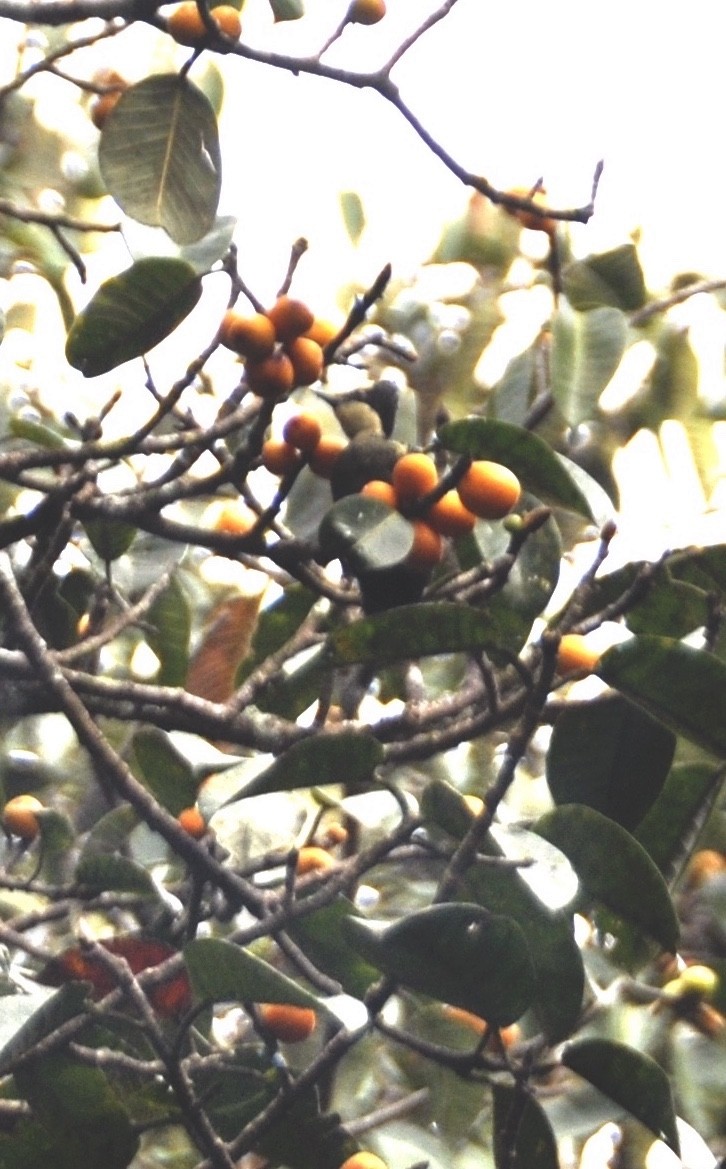 Pic canente - ML644016479