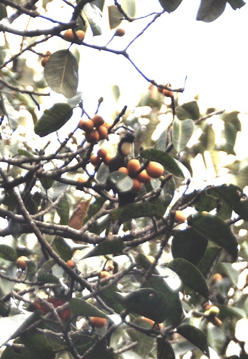 Pic canente - ML644016480