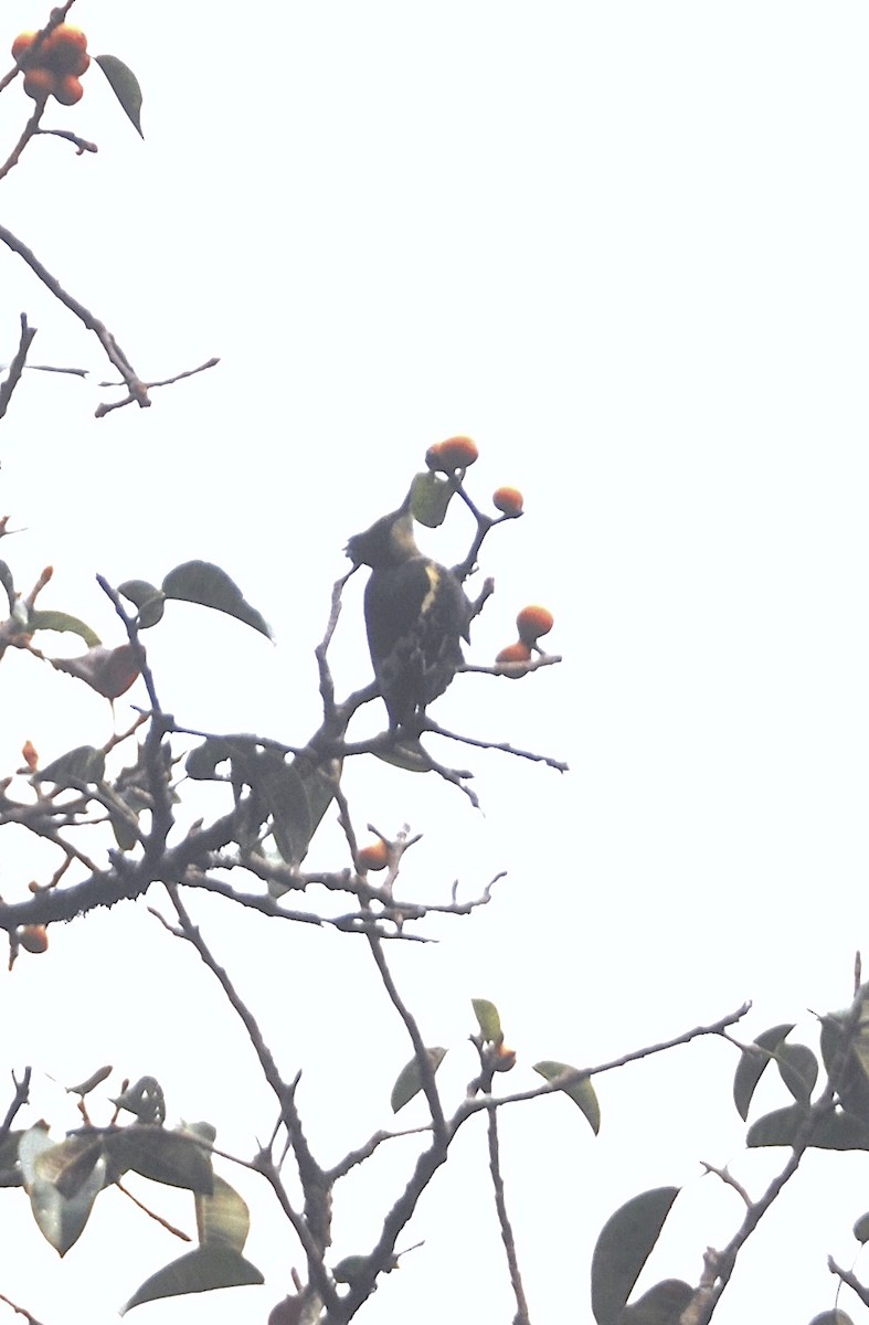 Pic canente - ML644016481