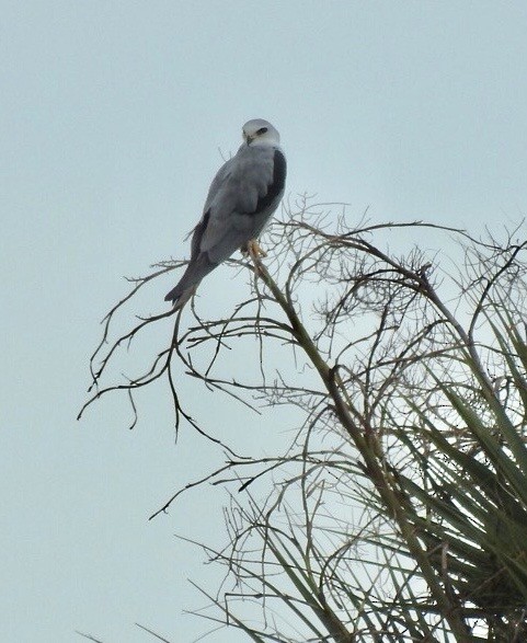 White-tailed Kite - ML644016487