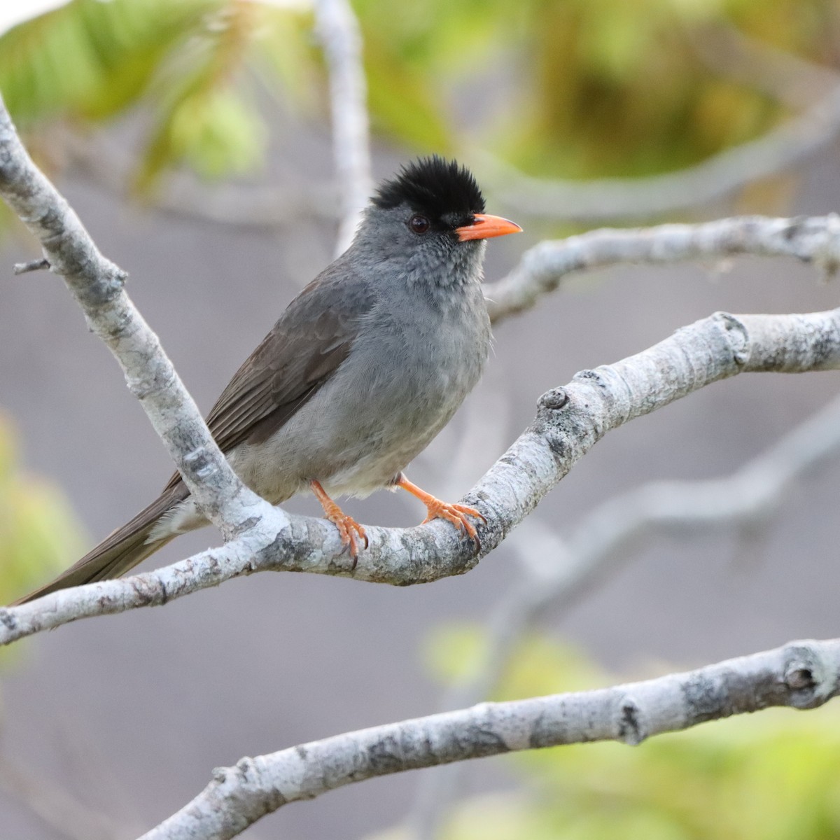 Malagasy Bulbul - ML644016489