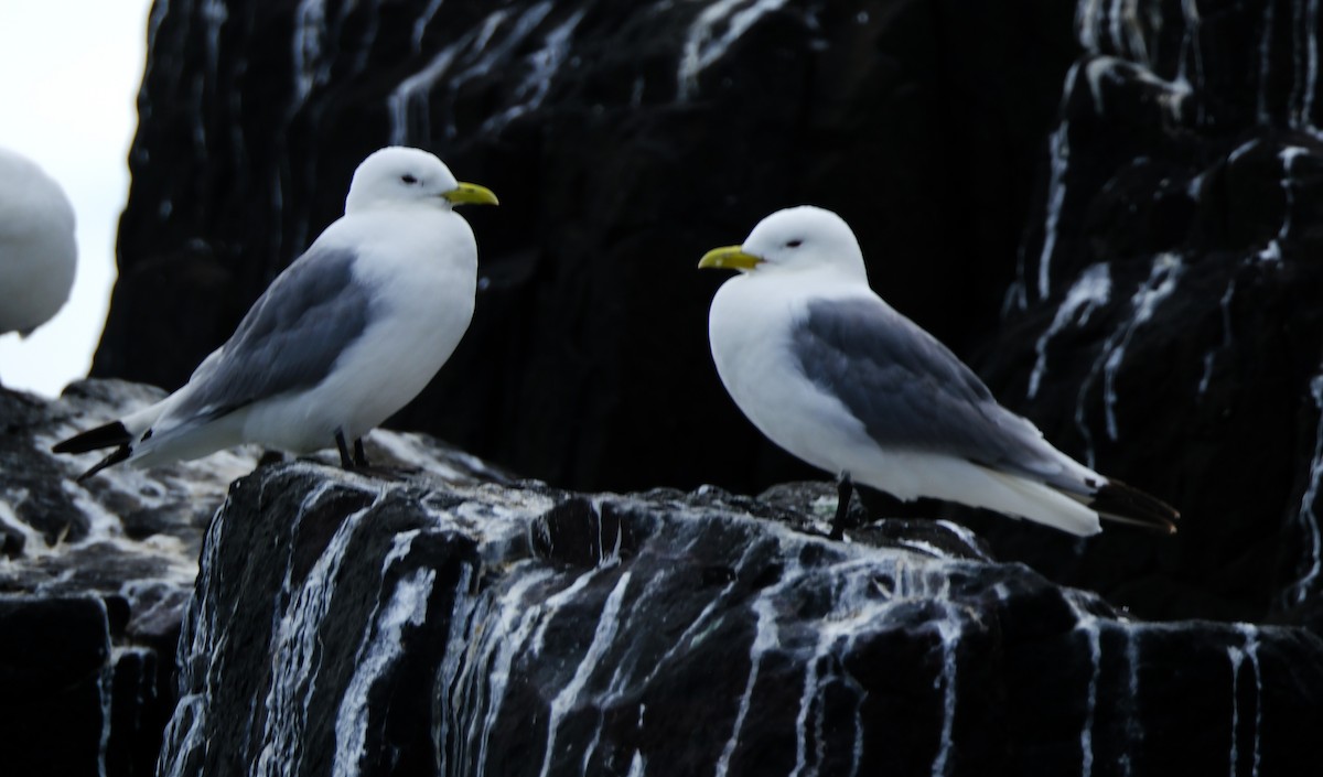 Mouette tridactyle - ML644016505