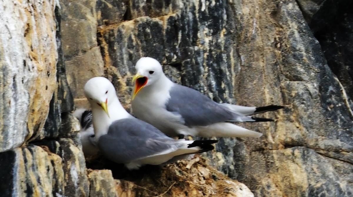 Mouette tridactyle - ML644016531