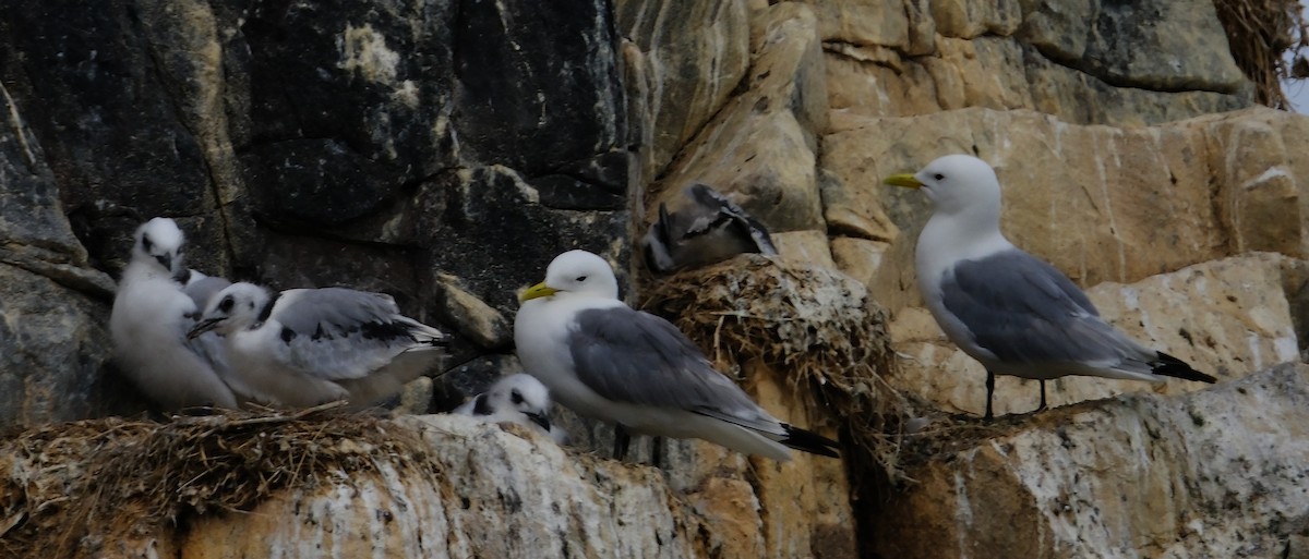 Mouette tridactyle - ML644016546