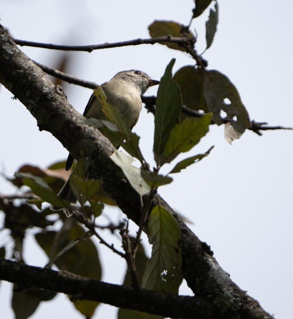 Hammond's Flycatcher - ML644016550
