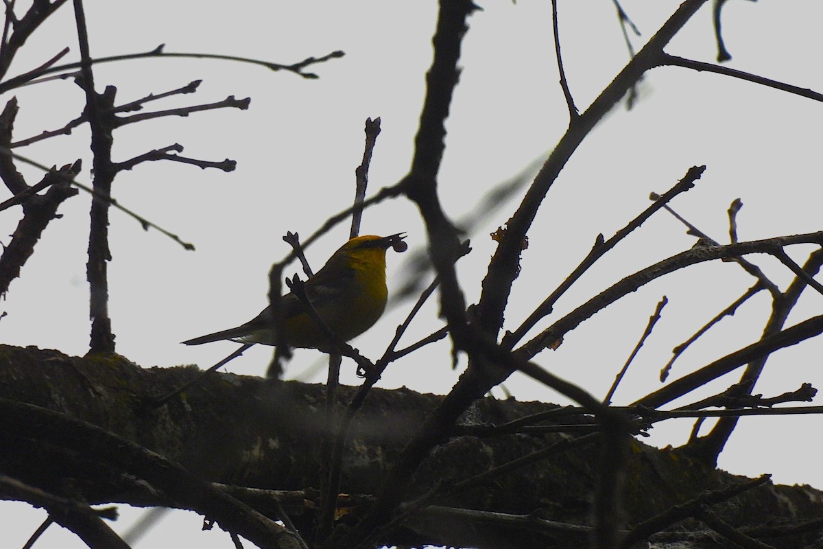 Blue-winged Warbler - ML644016557