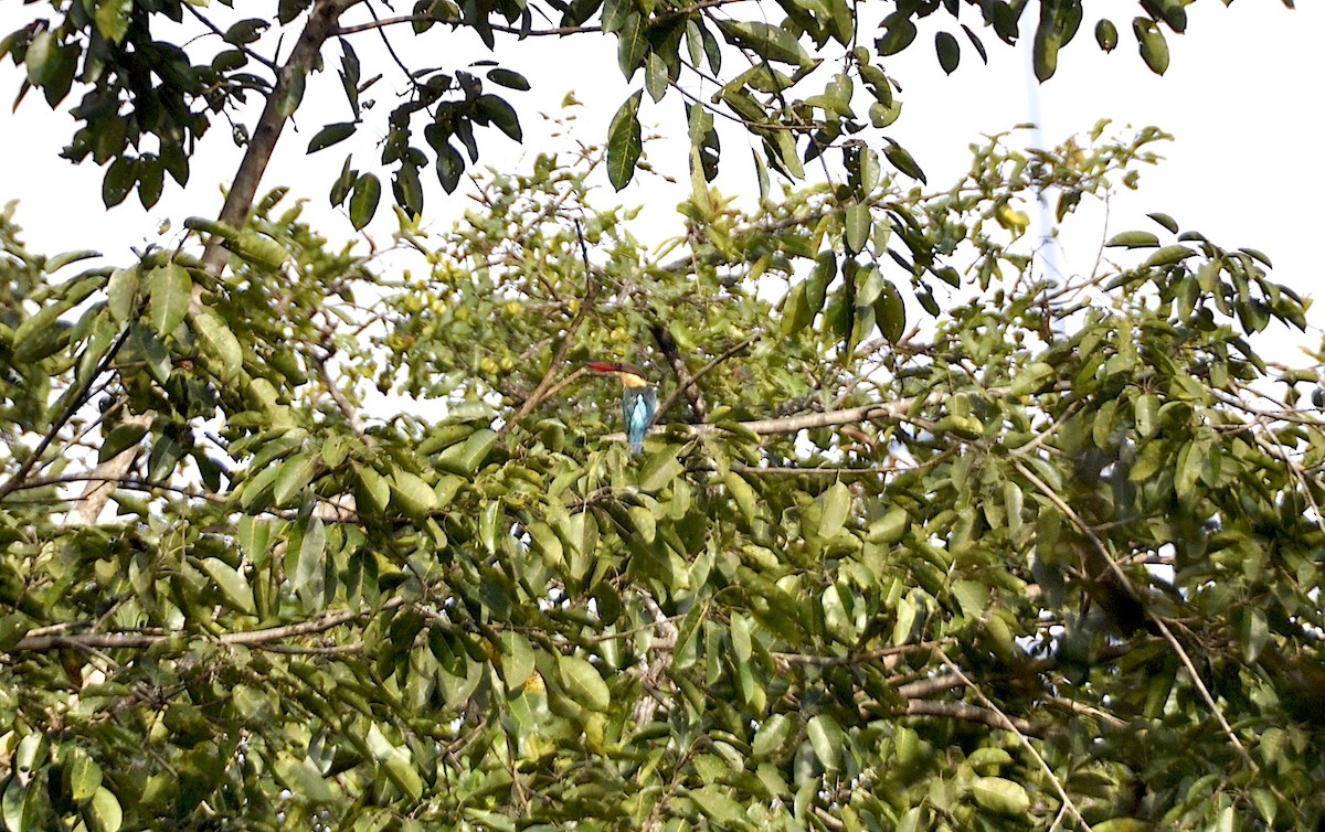 Stork-billed Kingfisher - ML644016563