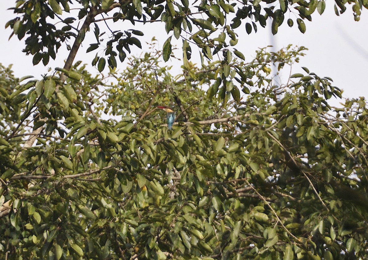 Stork-billed Kingfisher - ML644016564