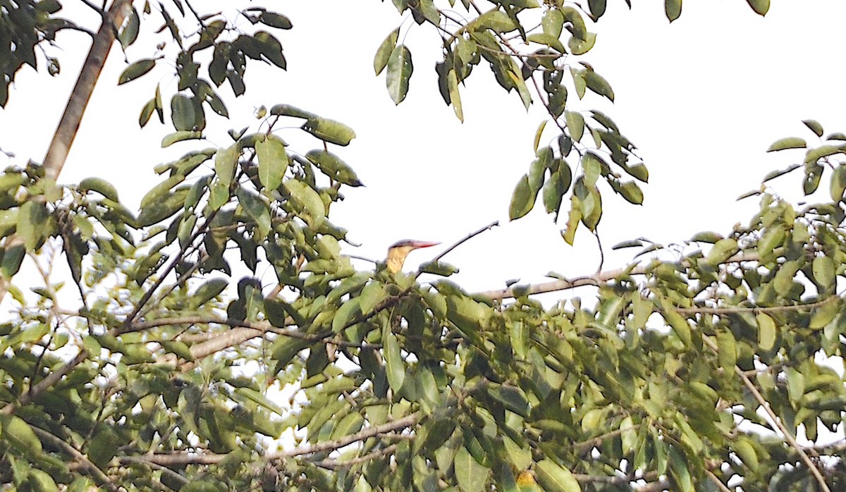 Stork-billed Kingfisher - ML644016565