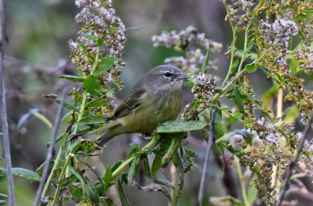 Orange-crowned Warbler - ML644016578